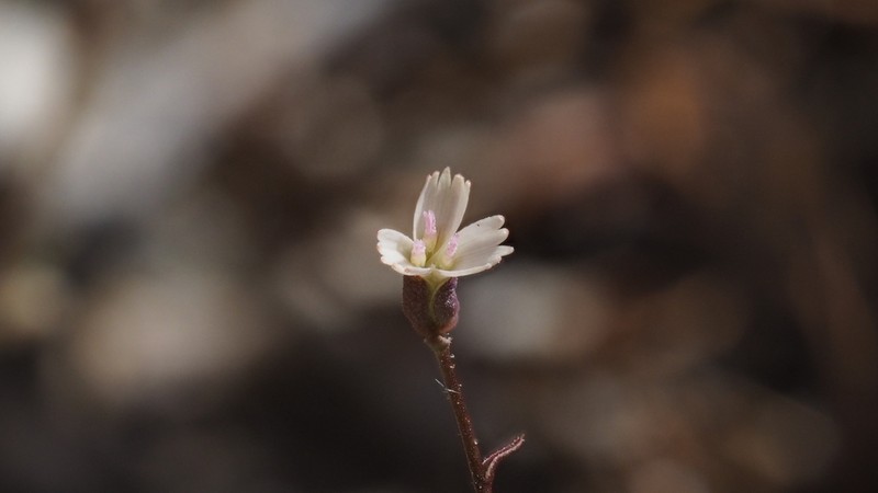 Brightwhite photo 7