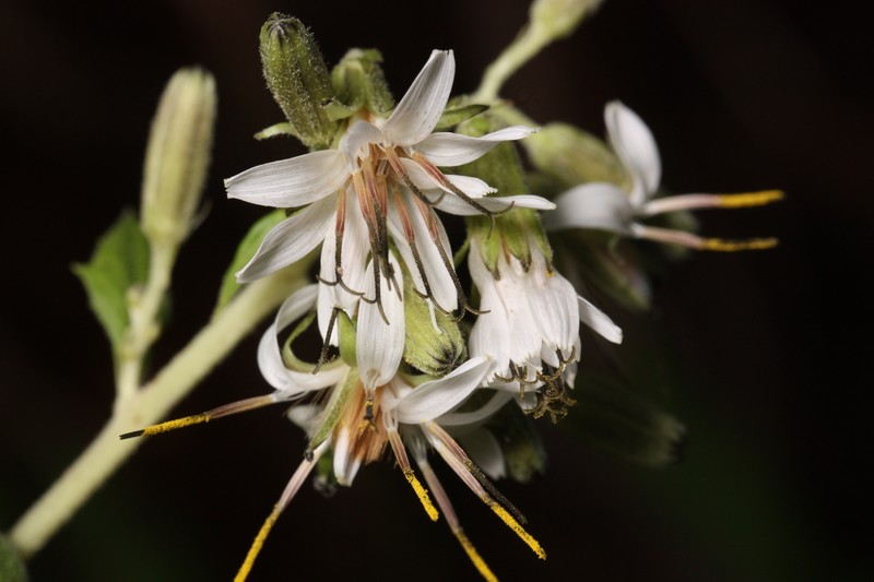 Western Rattlesnakeroot