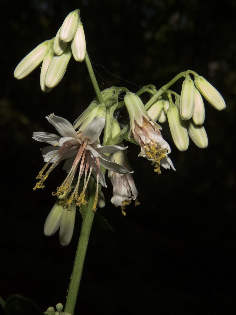 White Rattlesnakeroot photo 3