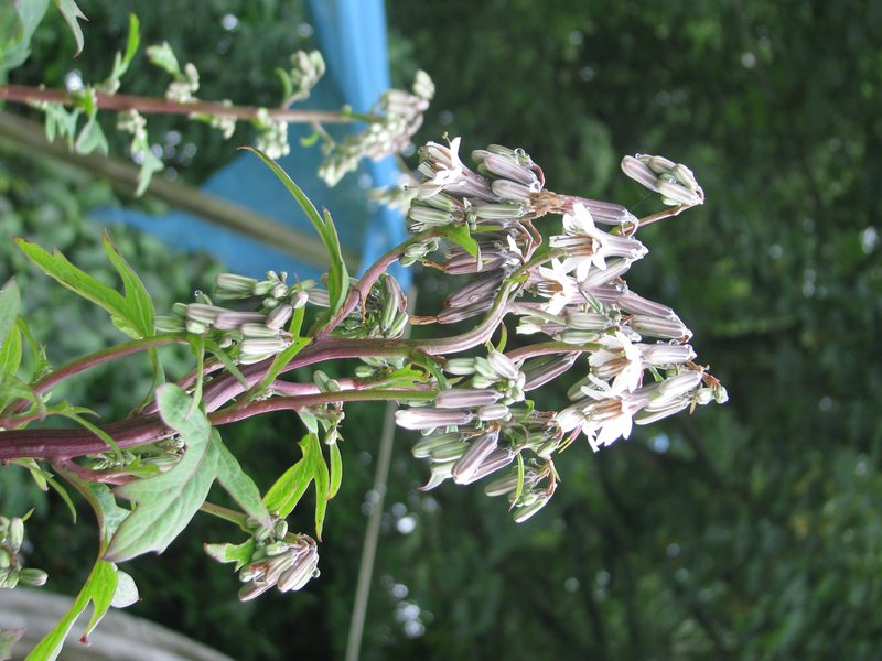 White Rattlesnakeroot photo 4