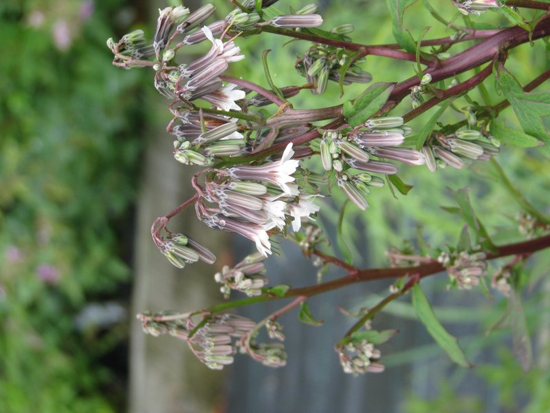 White Rattlesnakeroot photo 5