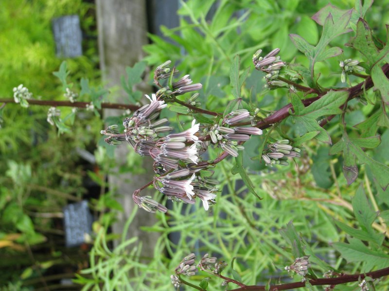 White Rattlesnakeroot photo 6