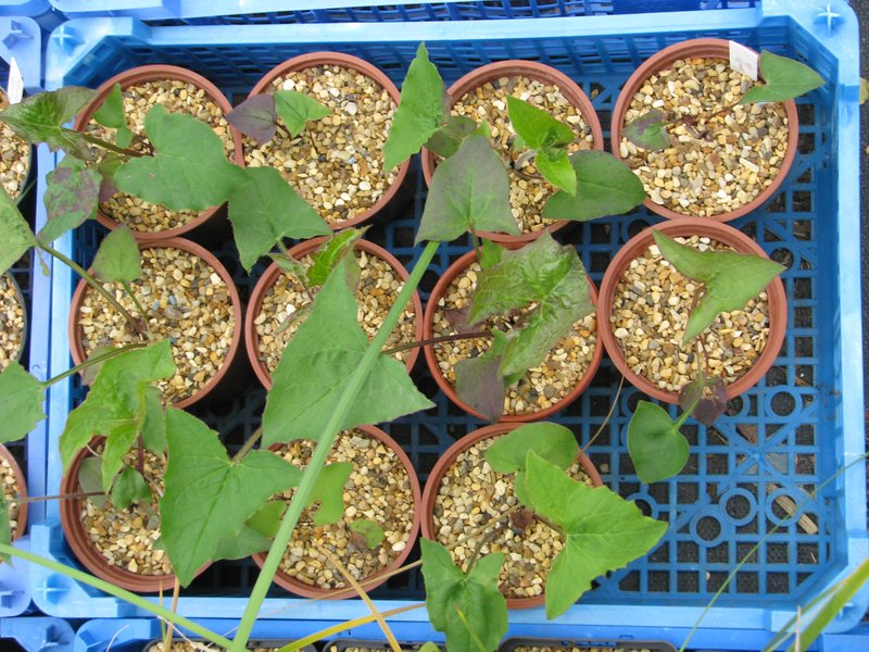 White Rattlesnakeroot photo 7