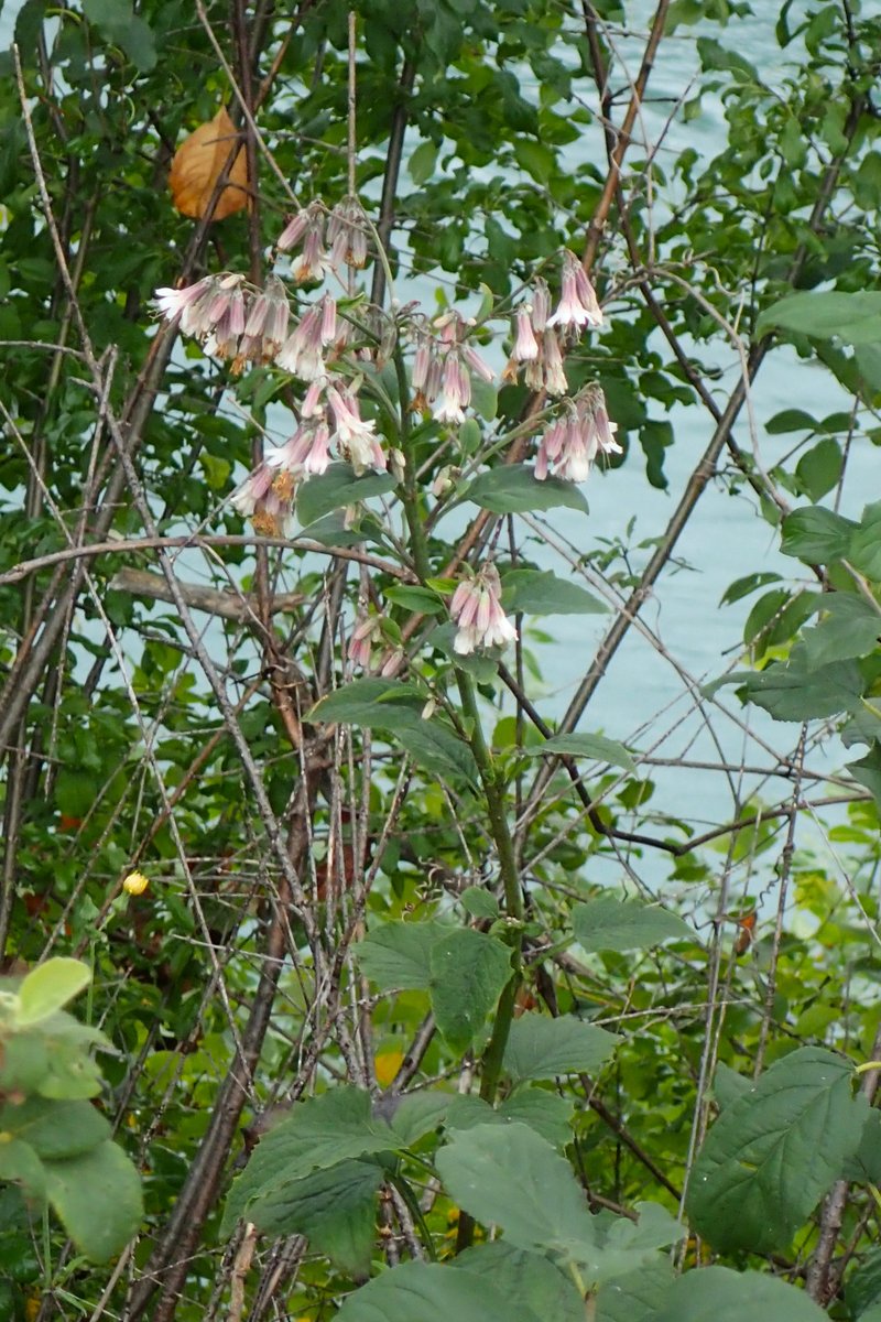 White Rattlesnakeroot photo 8