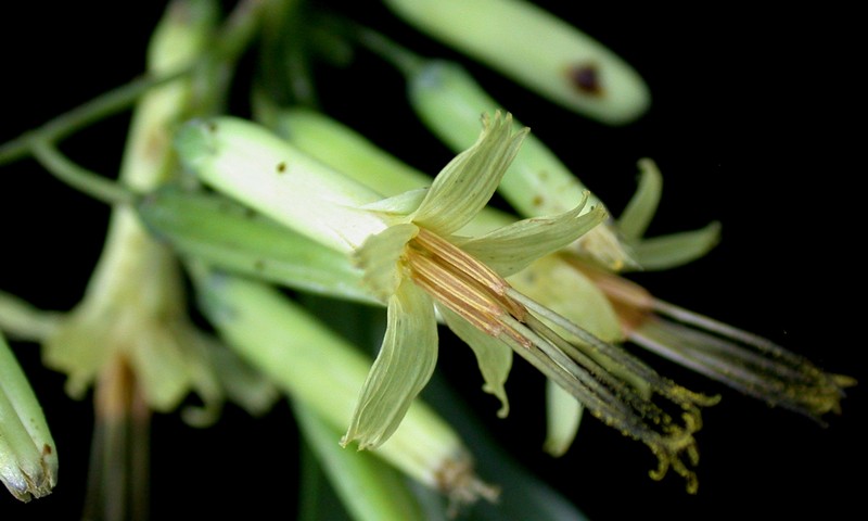 Tall Rattlesnakeroot photo 2
