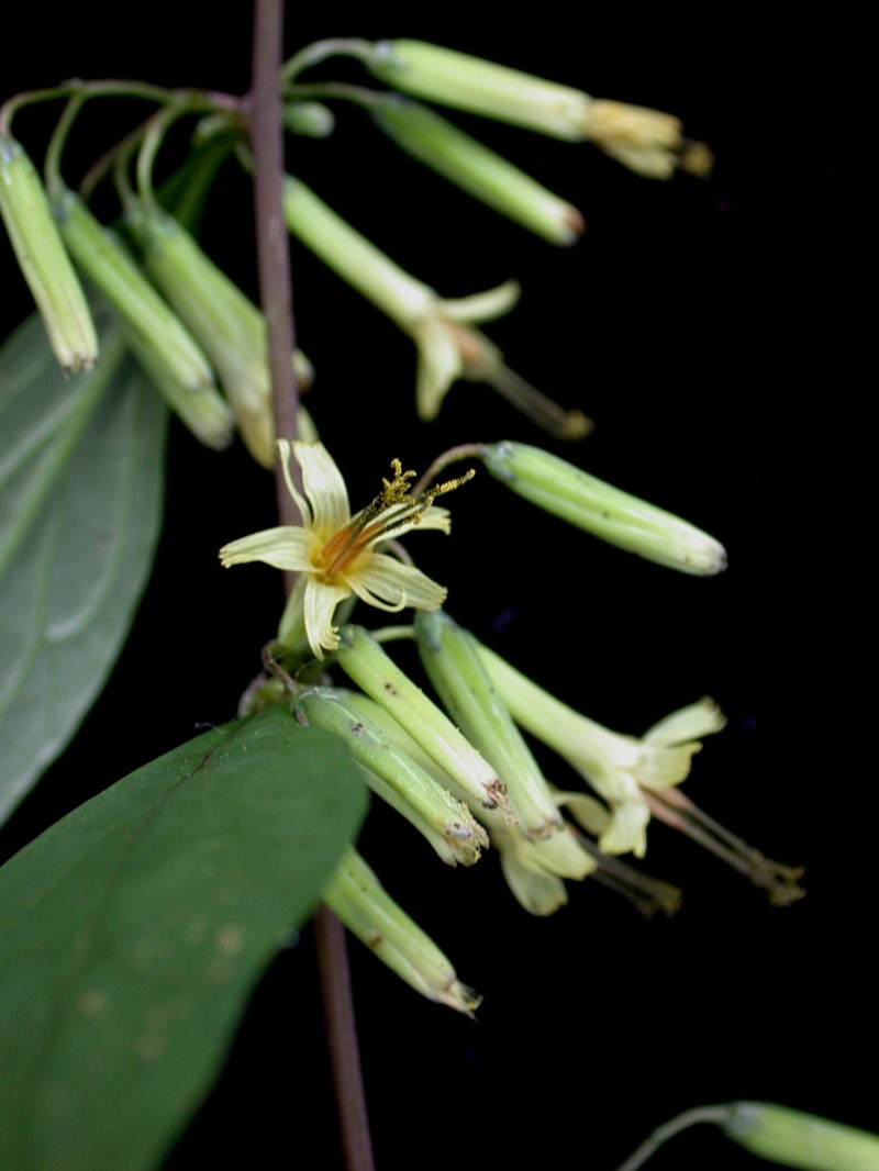 Tall Rattlesnakeroot photo 3
