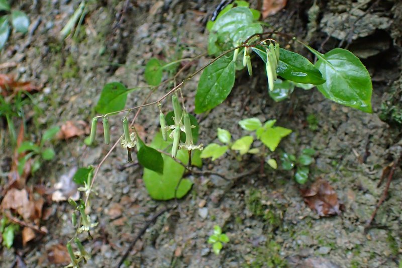 Tall Rattlesnakeroot photo 4