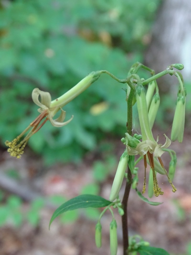 Tall Rattlesnakeroot photo 5