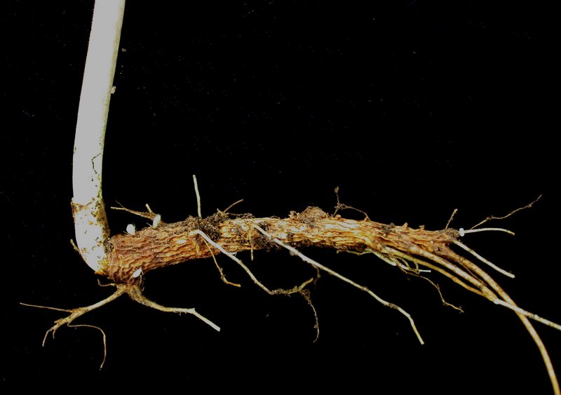 Tall Rattlesnakeroot photo 6