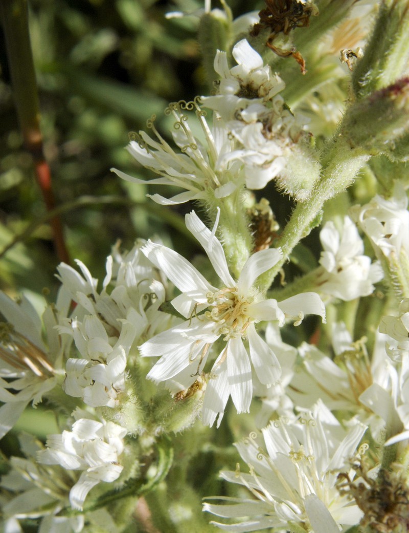 Rough Rattlesnakeroot