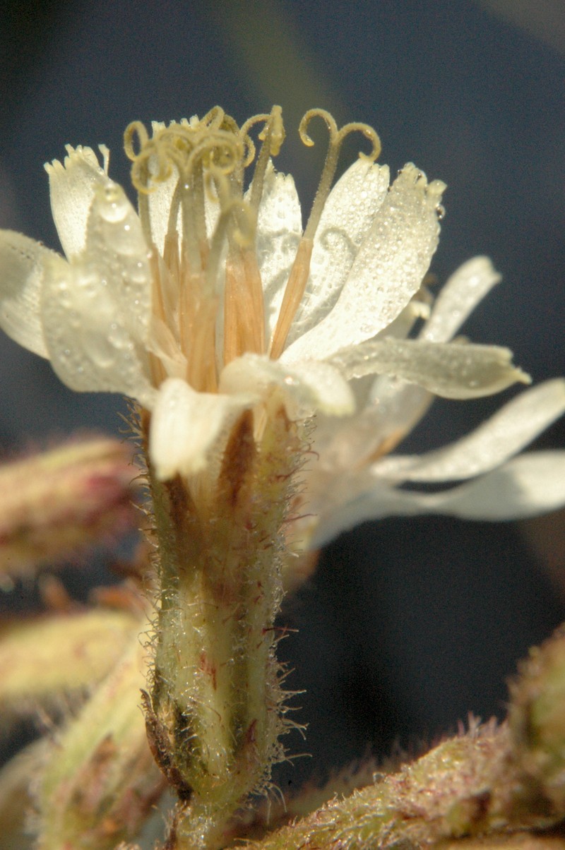 Rough Rattlesnakeroot photo 2