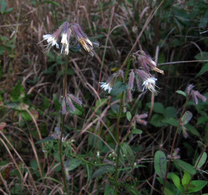 Barbed Rattlesnakeroot