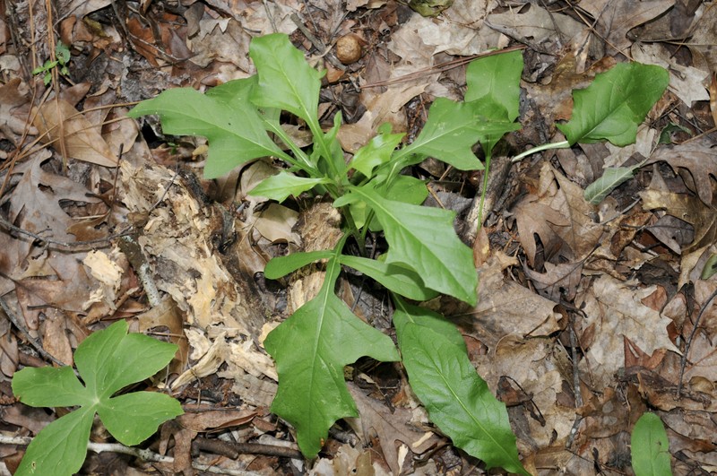 Barbed Rattlesnakeroot photo 2