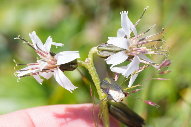 Alpine Rattlesnakeroot photo 3