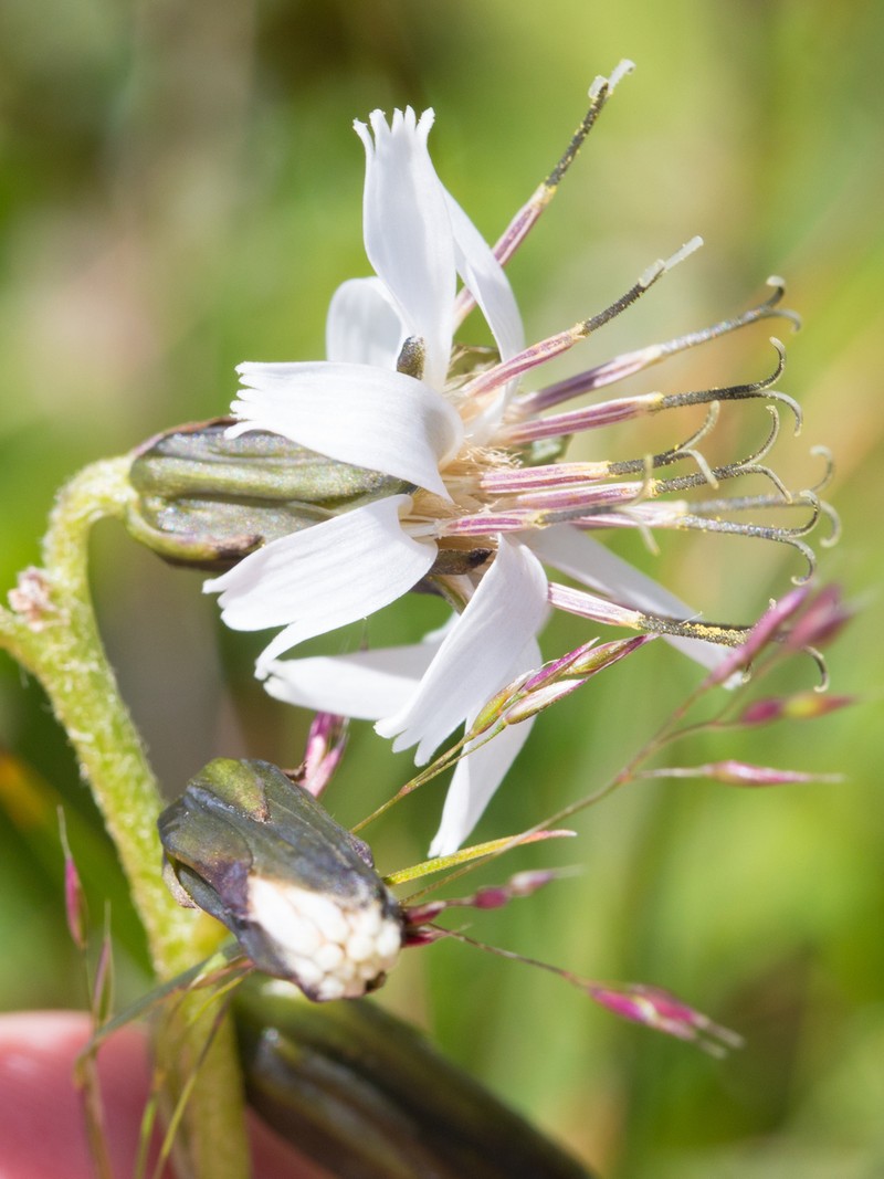 Alpine Rattlesnakeroot