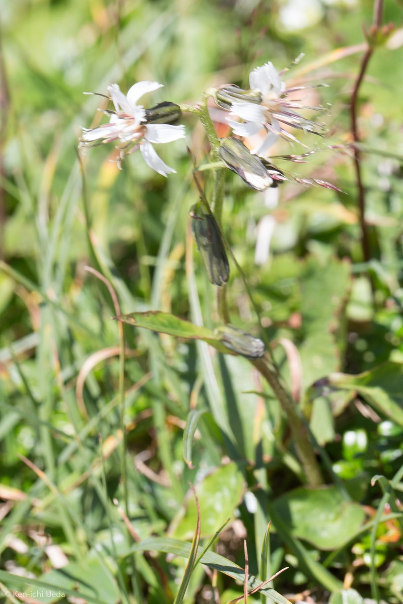 Alpine Rattlesnakeroot photo 4