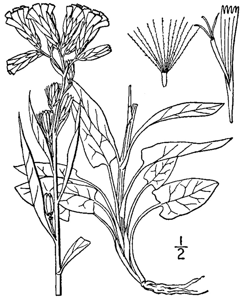 Alpine Rattlesnakeroot photo 2