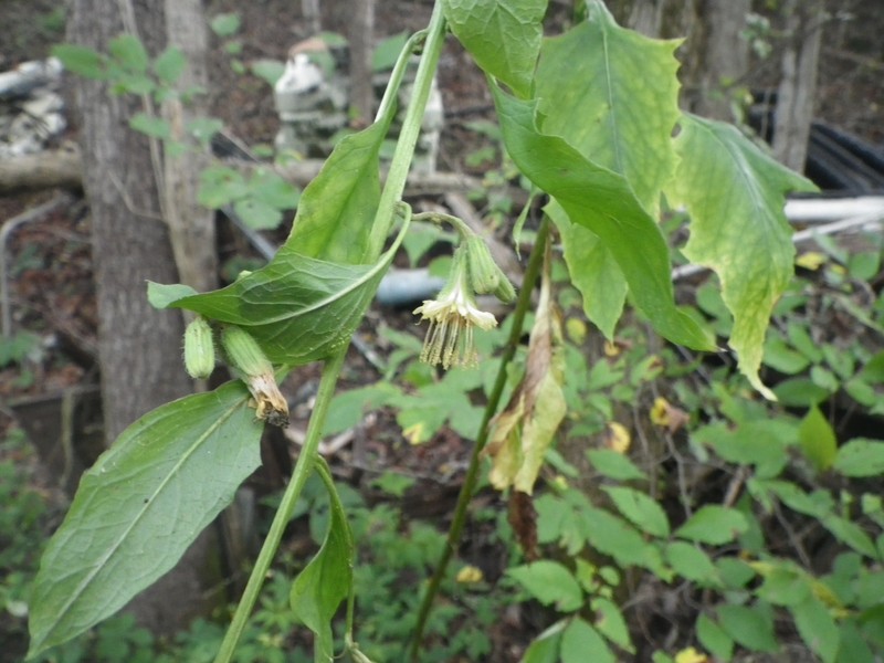Nodding Rattlesnakeroot photo 2