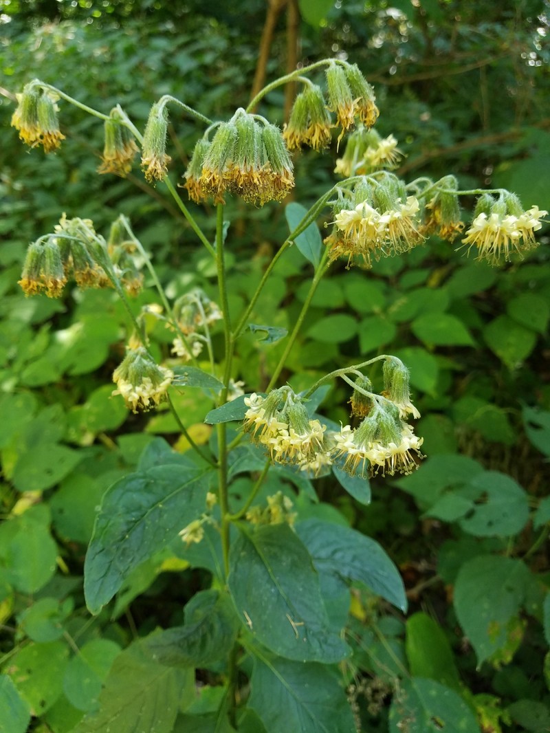 Nodding Rattlesnakeroot
