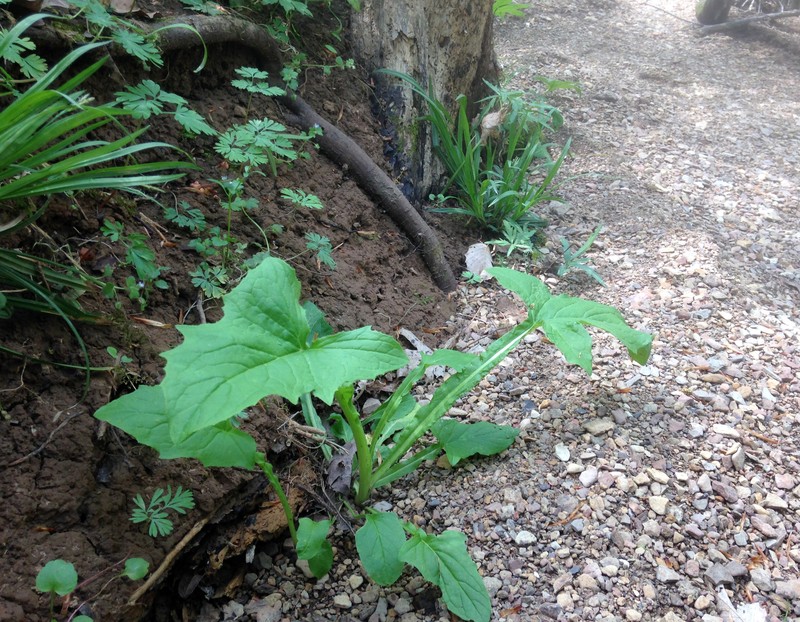 Nodding Rattlesnakeroot photo 3
