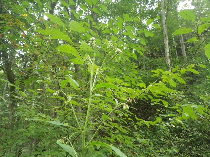 Nodding Rattlesnakeroot photo 4