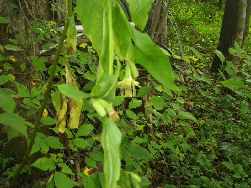 Nodding Rattlesnakeroot photo 5