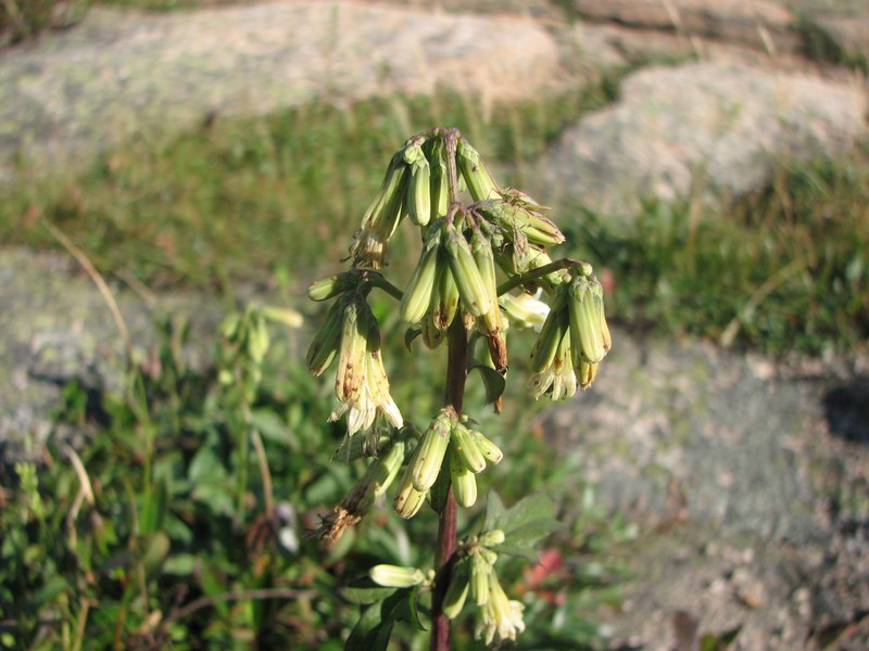 Dwarf Rattlesnakeroot