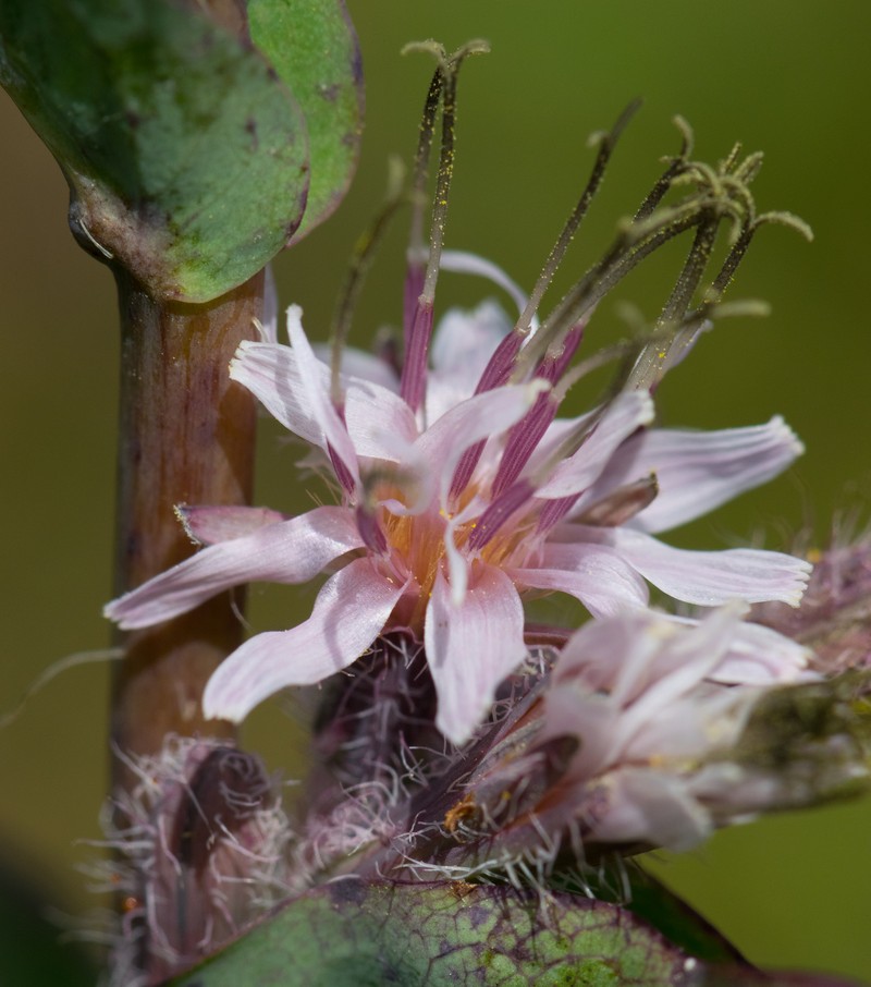 Purple Rattlesnakeroot