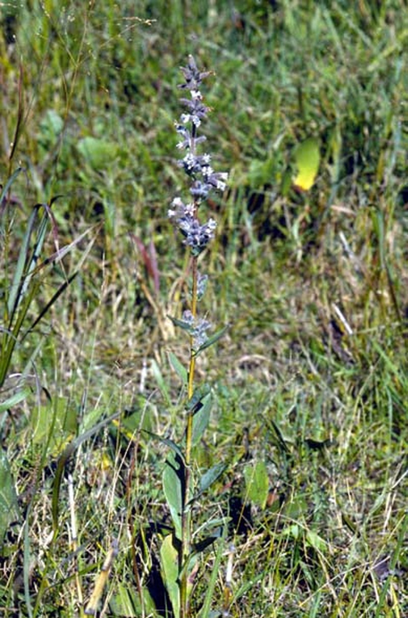 Purple Rattlesnakeroot photo 2