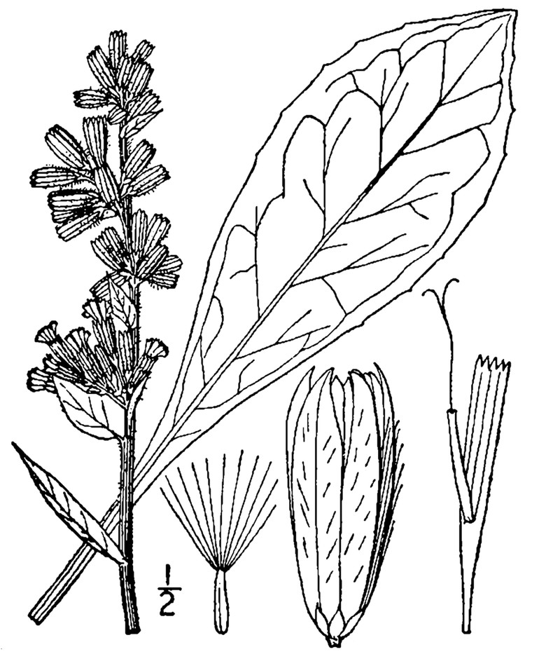Purple Rattlesnakeroot photo 3