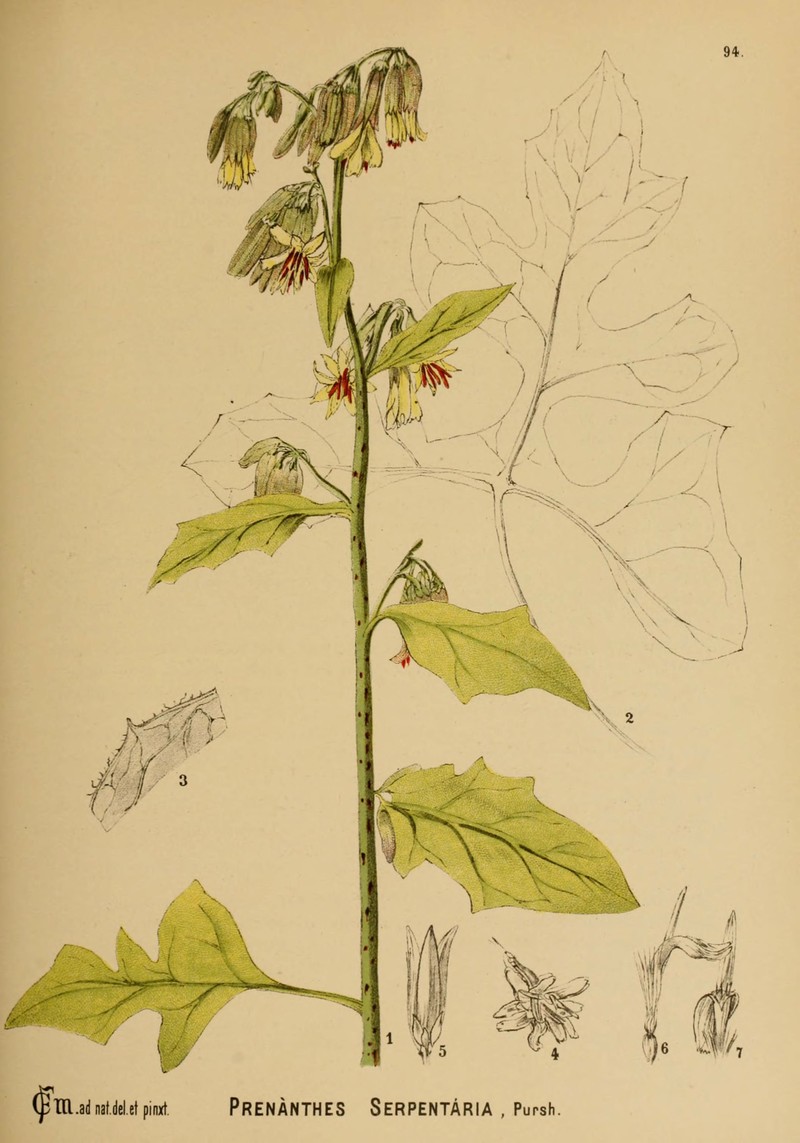 Cankerweed photo 2