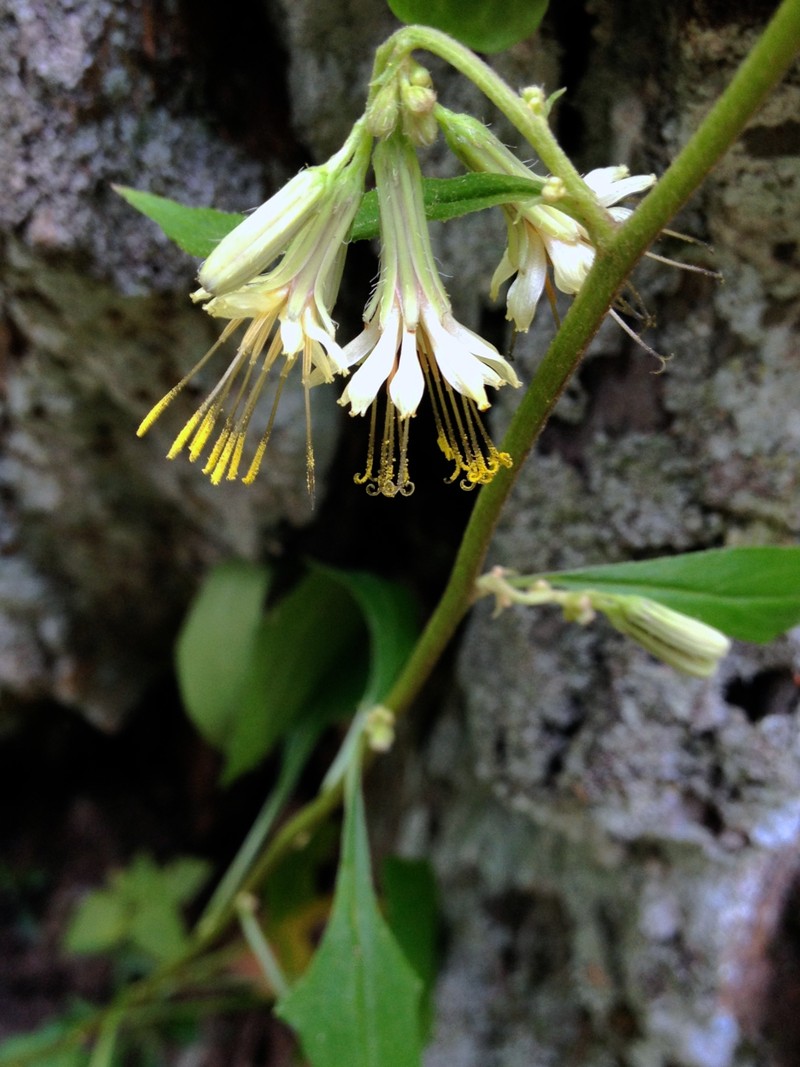 Cankerweed photo 3