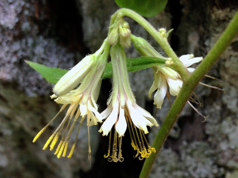 Cankerweed photo 4