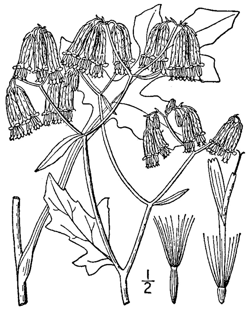 Cankerweed photo 5