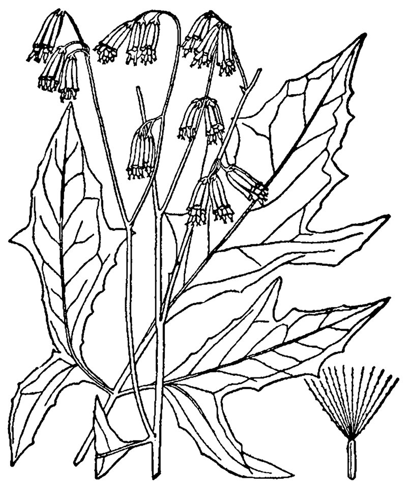 Gall Of The Earth