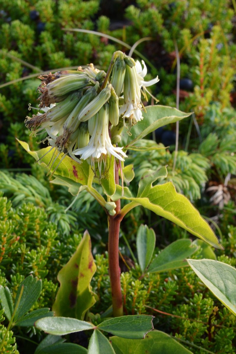 Gall Of The Earth photo 2