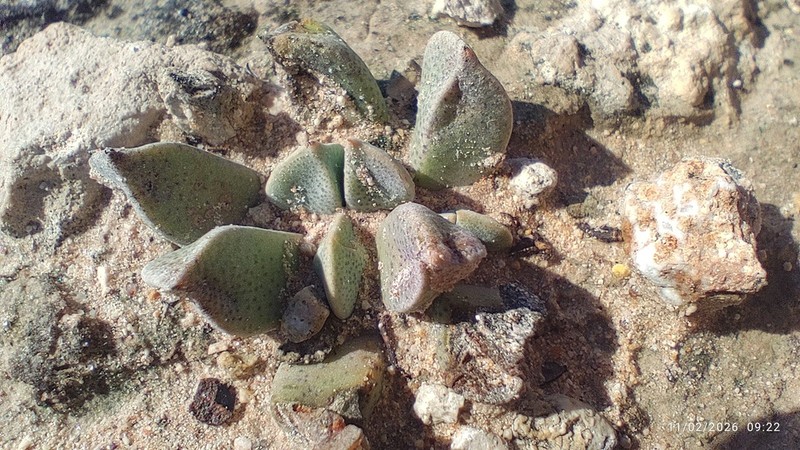 Prepodesma orpenii
