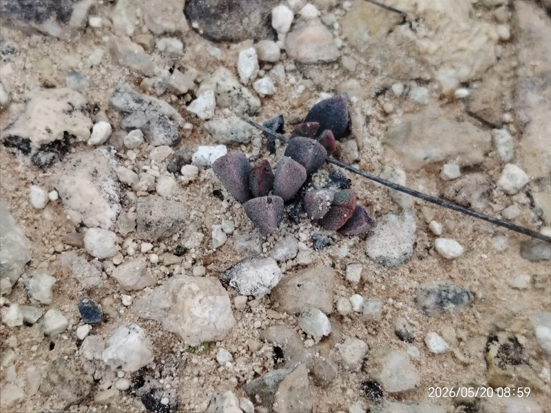 Prepodesma orpenii photo 2