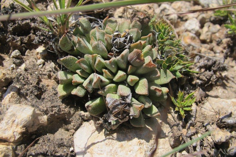 Prepodesma orpenii photo 3