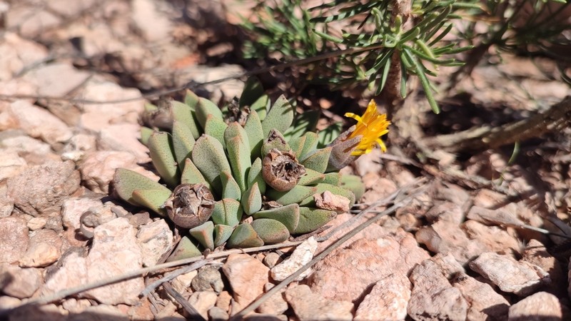 Prepodesma orpenii photo 4