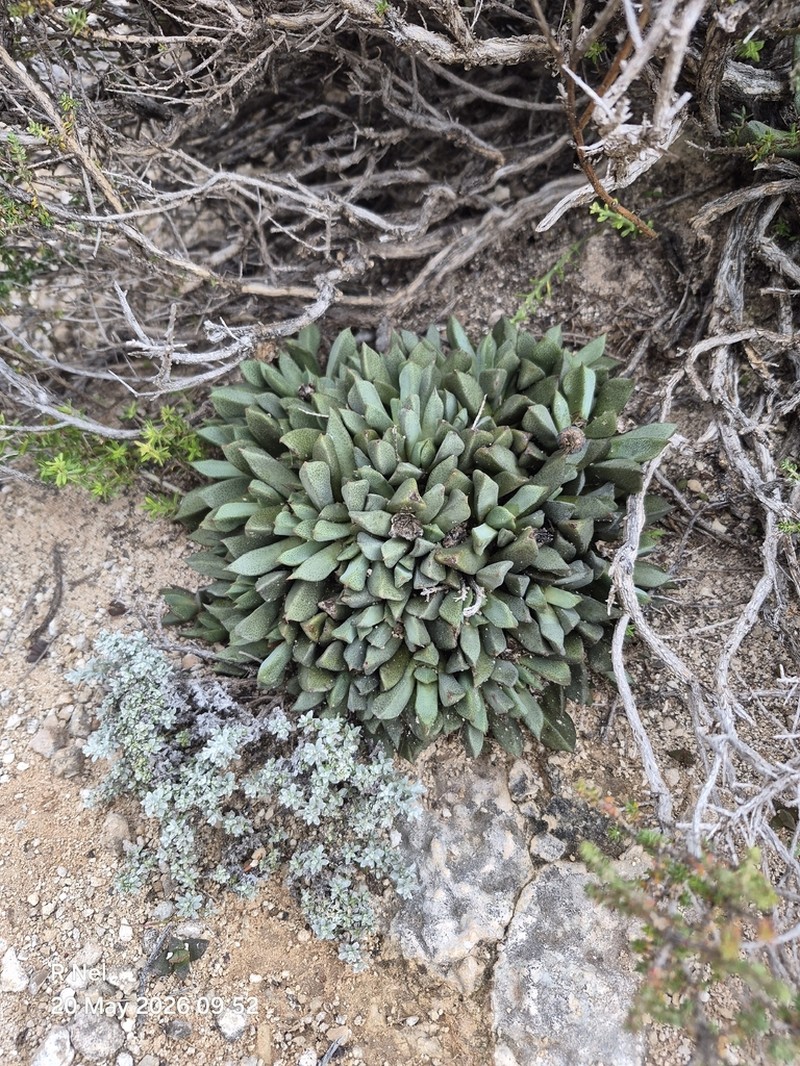 Prepodesma orpenii photo 5