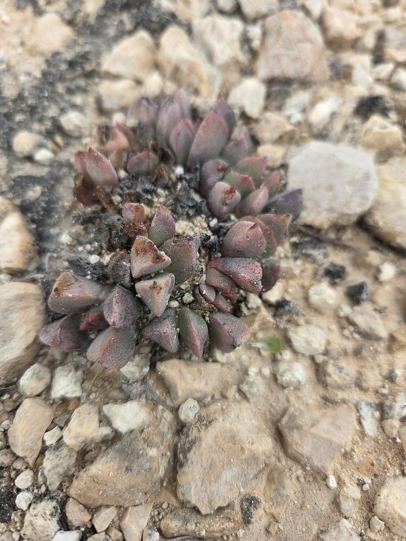 Prepodesma orpenii photo 6