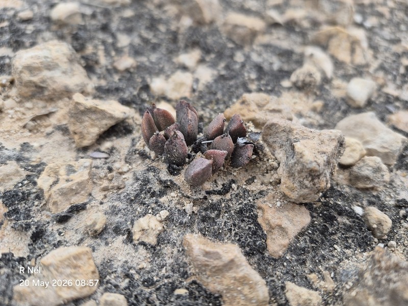 Prepodesma orpenii photo 8