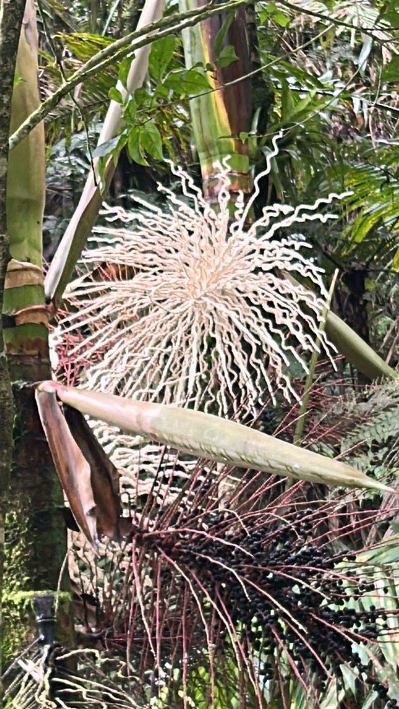Sierran Palm