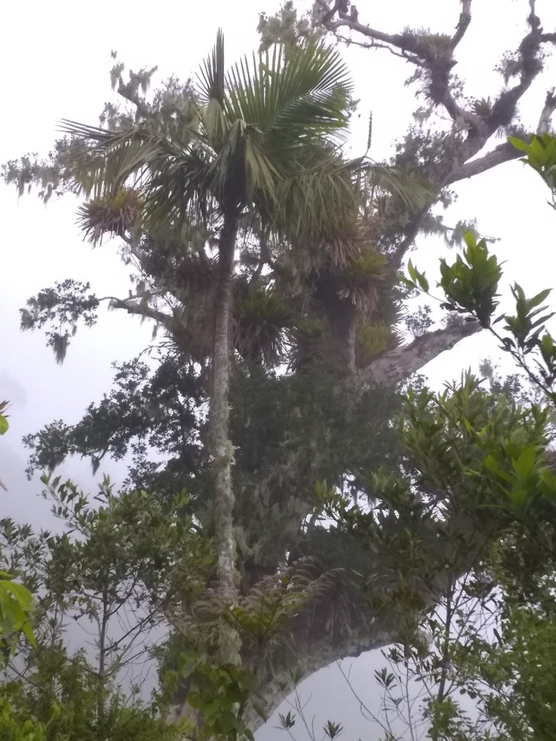 Sierran Palm photo 2