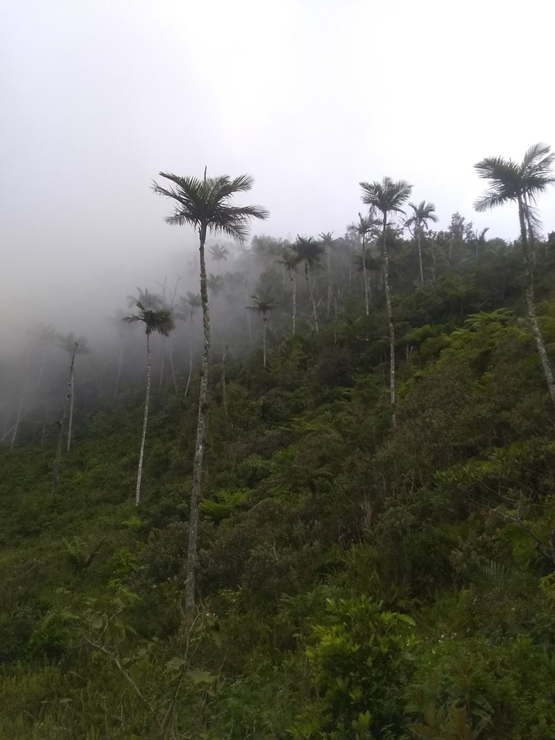 Sierran Palm photo 3