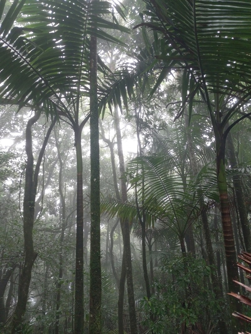 Sierran Palm photo 4