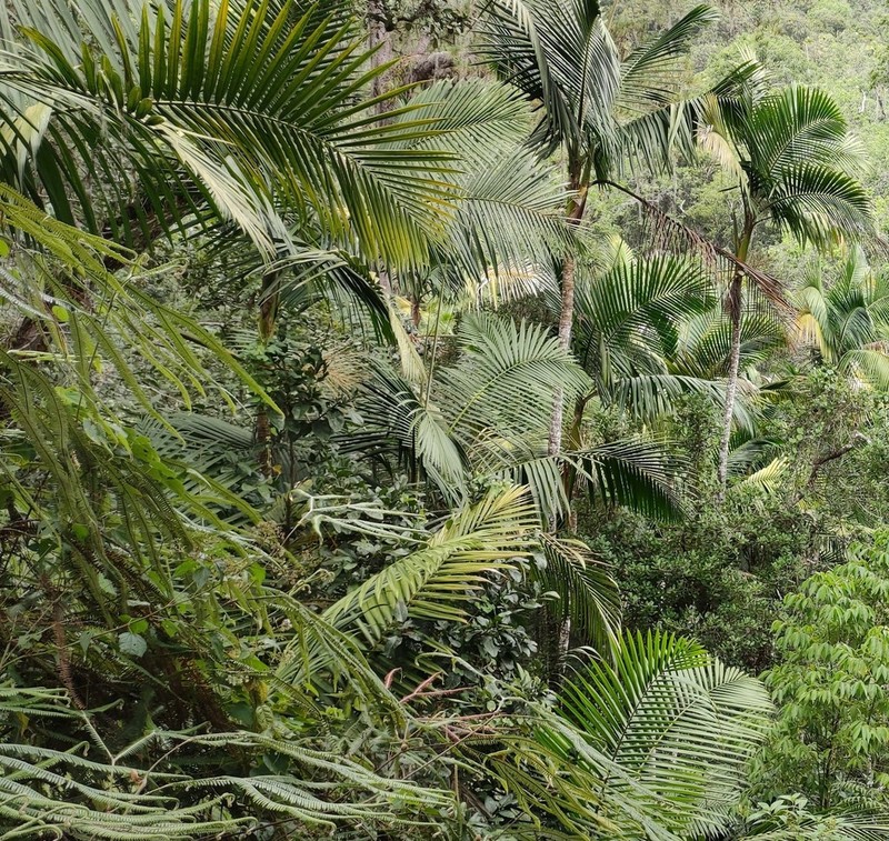 Sierran Palm photo 5