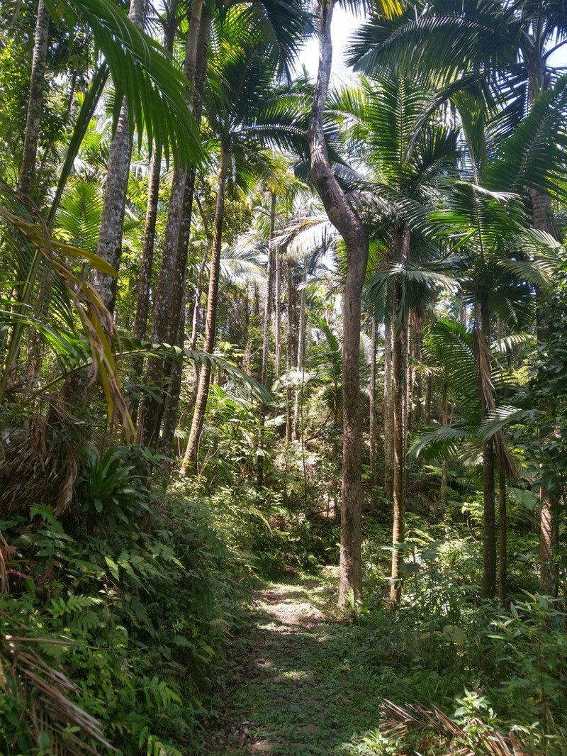 Sierran Palm photo 6