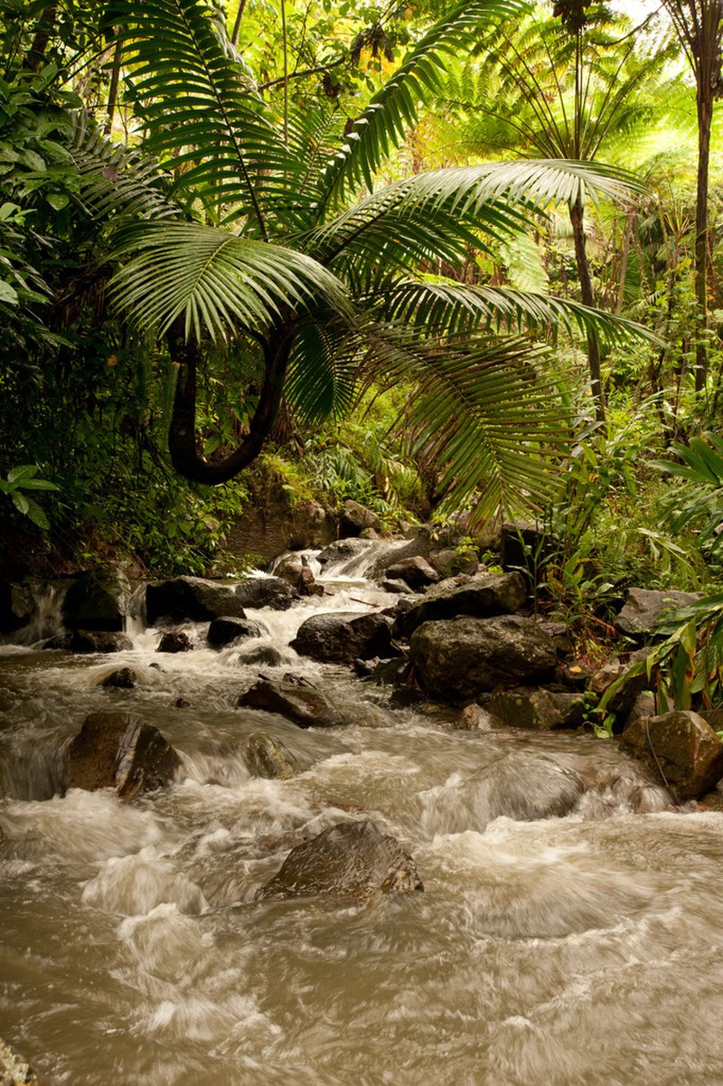 Sierran Palm photo 7